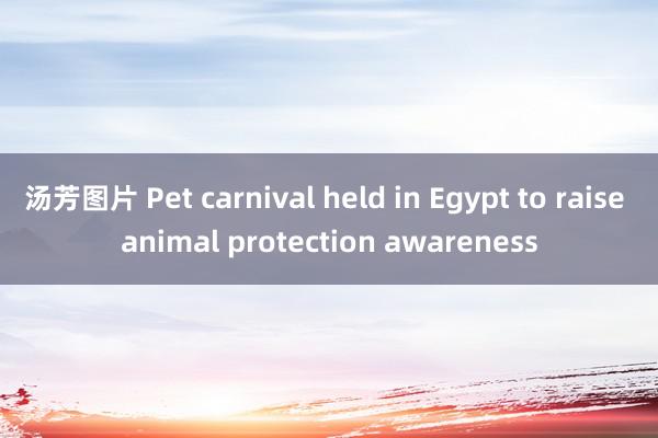 汤芳图片 Pet carnival held in Egypt to raise animal protection awareness